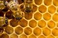 honeycomb po polsku.